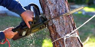 Lawn Maintenance Plans in Claremont, CA