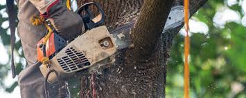 Best Hedge Trimming  in Claremont, CA