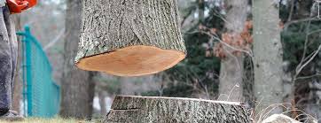 How Our Tree Care Process Works  in  Claremont, CA
