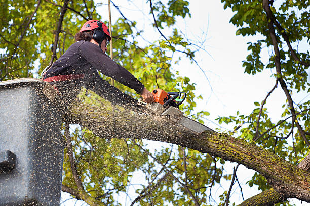 Reliable Claremont, CA Tree Care Solutions